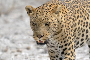 Afrika 'nın vahşi doğasında güzel vahşi leopar