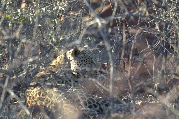 Güney Afrika 'daki Kruger Ulusal Parkı' ndaki çita.