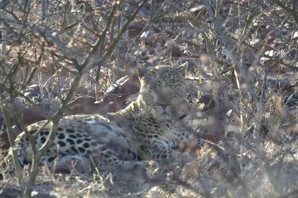 Leopar çimlerde dinleniyor, Ulusal Park, Kenya