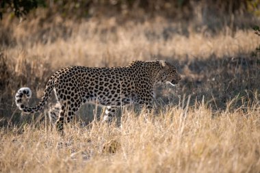 erkek leopar (panthera pardus) )