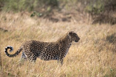 Erkek çita çimenlerde yürüyor.