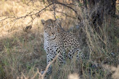 Leopar Kruger National park, Güney Afrika