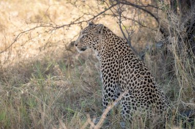 Leopar vahşi doğada dinleniyor.