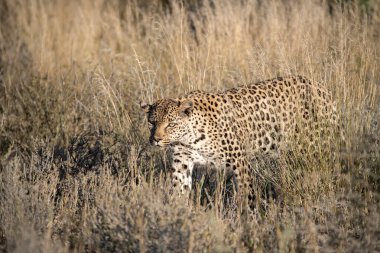 Çita gün batımında çimenlerde yürüyor, Kruger Park, Güney Afrika