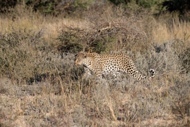 Cheetah Namibya etkin ulusal Park'ta