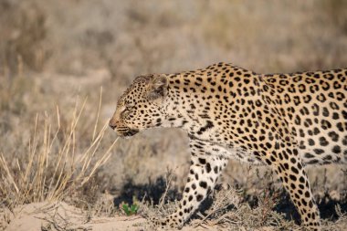Kameranın doğru yürüyüş leopar