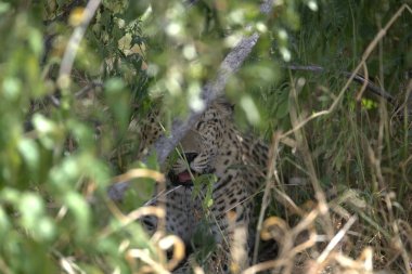 otların arasında yürüyüş leopar