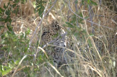 Botswana 'nın güneyindeki Kruger Ulusal Parkı' ndaki leopar.