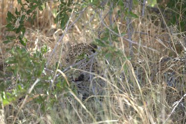 Afrika savanındaki leopar.