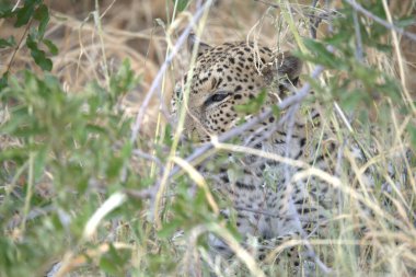 Kenya bozkırında leopar