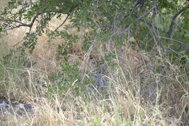 Vahşi hayvan, memeli, yırtıcı