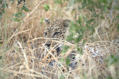 Otların arasında dinlenme leopar