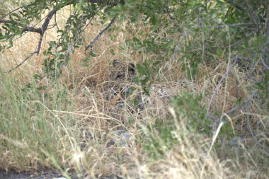 Kenya savanındaki aslan