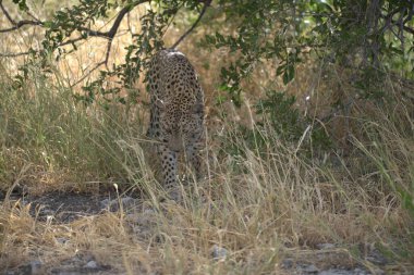 Güney Afrika 'daki Kruger Park' taki leopar.