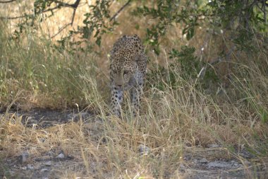 Savanadaki vahşi çita