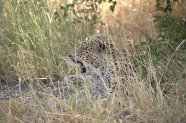 Namibya bozkırında leopar