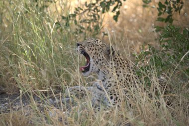 Leopar çimlerin üzerinde yatıyor.