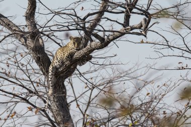 Baykuş ağaçtaki bir kuştur.