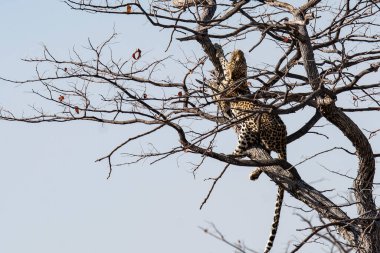 Leopar ağaçta oturuyor.