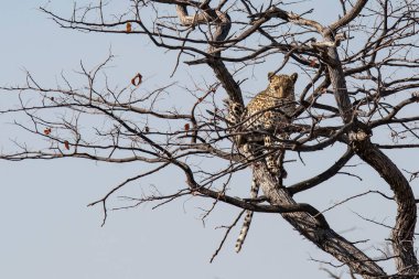 Baykuş (buteo bubo), baykuşgiller (Felidae) familyasından bir baykuş türü. Bu bir tür.