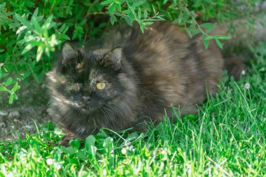 Bahçedeki kara kedi