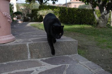 Kara kedi kaldırımda