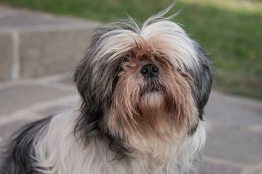 Şirin küçük Yorkshire Teriyer köpeği