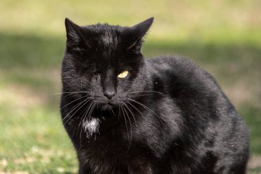 siyah kedi, yakın çekim