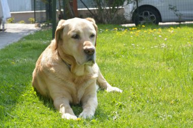 Parkta bir labrador av köpeği.