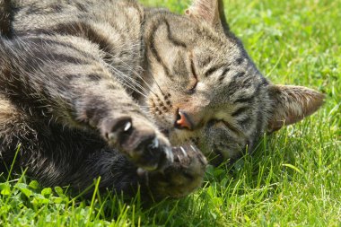 Bahçedeki siyah beyaz bir kedinin portresi.