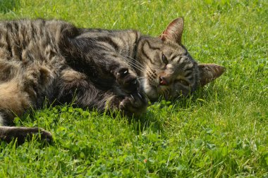 Kedi yeşil çimlerin üzerinde yatıyor.