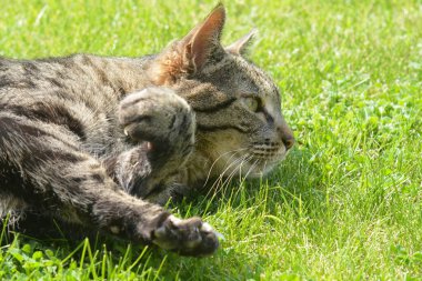 Çimlerin üzerinde yatan kedi.