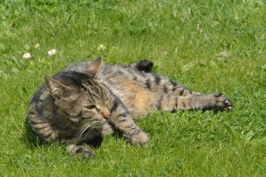 Çimenlerde yatan kedi