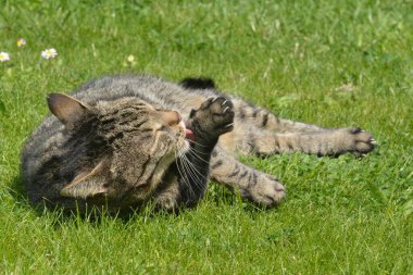 Kedi çimlerin üzerinde yatıyor.