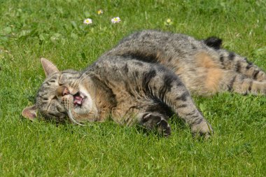 Çimlerin üzerindeki kedi