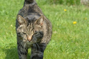 Kara kedi çimlerin üzerinde dinleniyor.