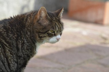 Bir kedinin yakın çekimi.