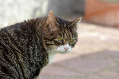 Şirin bir kedinin portresi