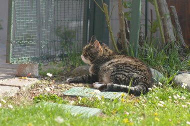 Bahçedeki kedi