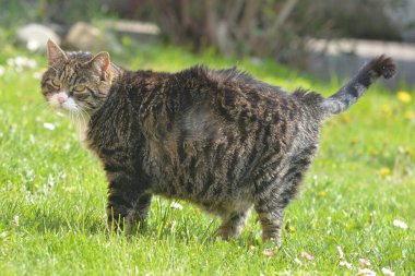 Gri bir kedi yazın güneşli bir günde bahçede yürür.