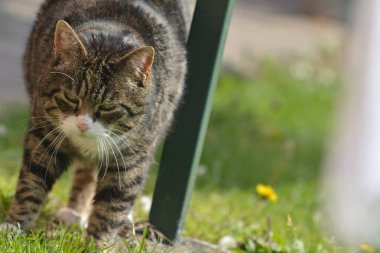 Bir kedinin portresi