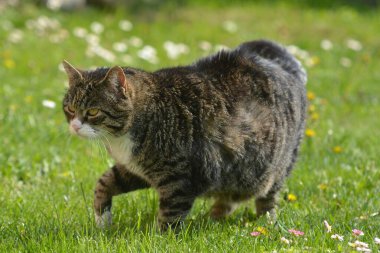 Kedi bahçede yürüyor..