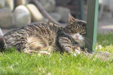 Bahçedeki yeşil çimlerin üzerinde yatan bir kedi.