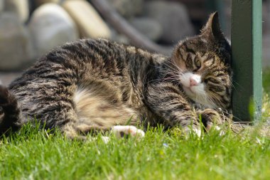 Kedi çimlerin üzerinde yatıyor.