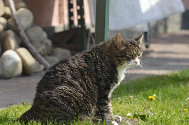 Kedi çimlerin üzerinde dinleniyor.