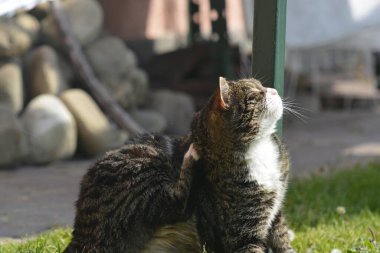 Kedi yeşil çimlerin üzerinde oturur.