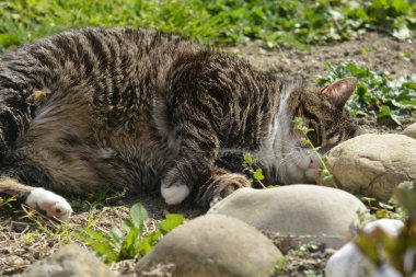 Bahçede uyuyan kedi