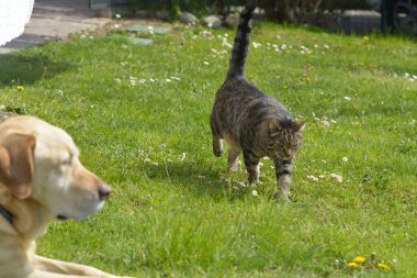 Kedi ve kedi bahçede.
