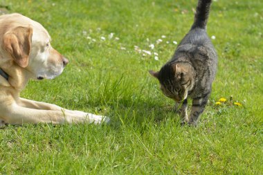 Labrador kedisi ve kedi yavrusu