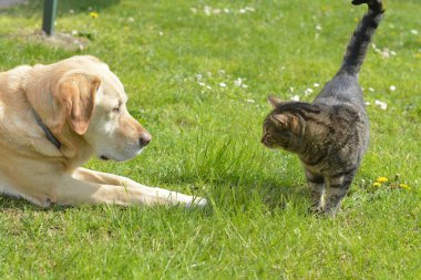 Bahçedeki kedi ve köpek